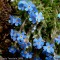 Eritrichium nanum, King of the Alps